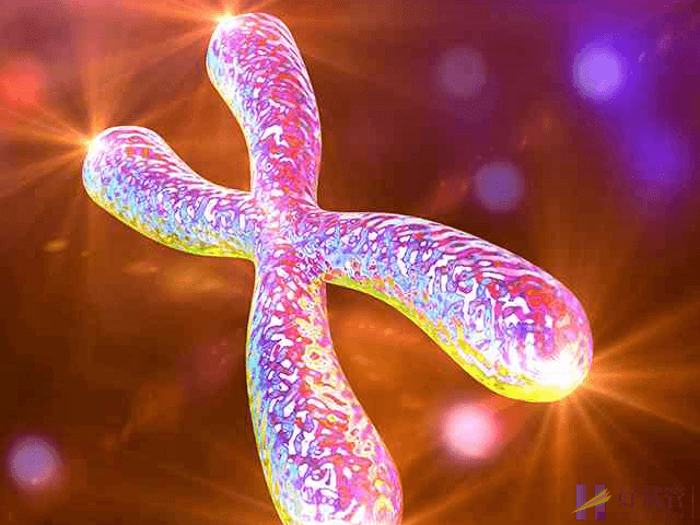 胎儿18号染色体长臂重复的后果有哪些?(图1) 18号染色体长臂重复会胎停