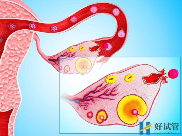 优势卵泡排出后的存活时间有限!抓紧时间备孕能提高受孕率(图1) 有优势卵泡并非一定能怀孕