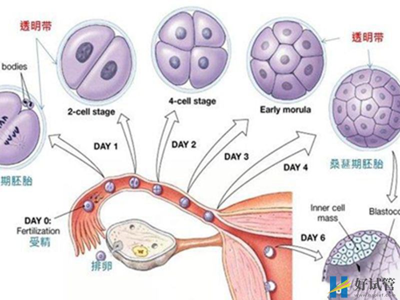 38岁首胎,做试管选择囊胚移植需要注意些什么?(图1) 囊胚移植后注意适量休息