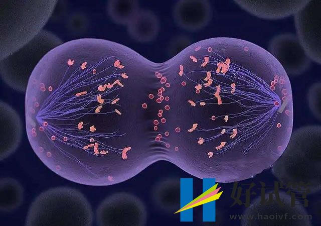 贵阳三代试管婴儿,价格、适应人群、注意事项(图1) sg (62).jpg