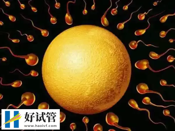取卵多次配不出胚胎解决方法是什么(图1) 精子卵子质量不好会影响试管成功率