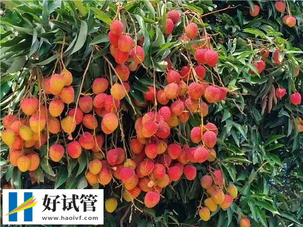 多囊卵巢饮食禁忌有哪些(图1) 荔枝是一种含糖量很高的水果