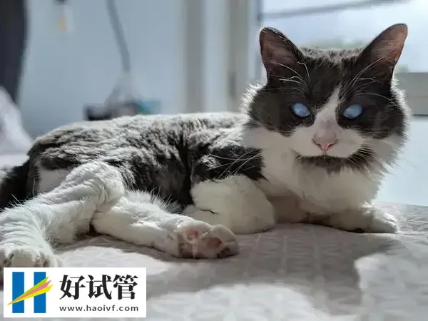 孕期养猫怎样预防弓形虫感染(图1) 孕期养猫很有可能感染弓形虫