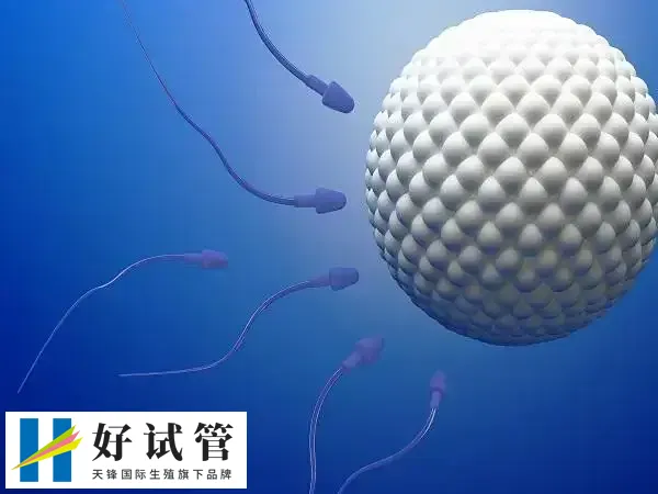 自卵试管是使用自己卵子进行受精