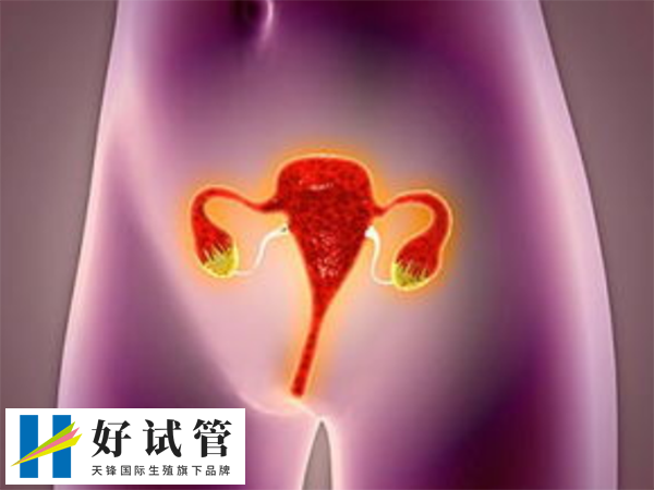 格鲁吉亚试管技术好不好(图2) 卵巢功能会影响试管成功率