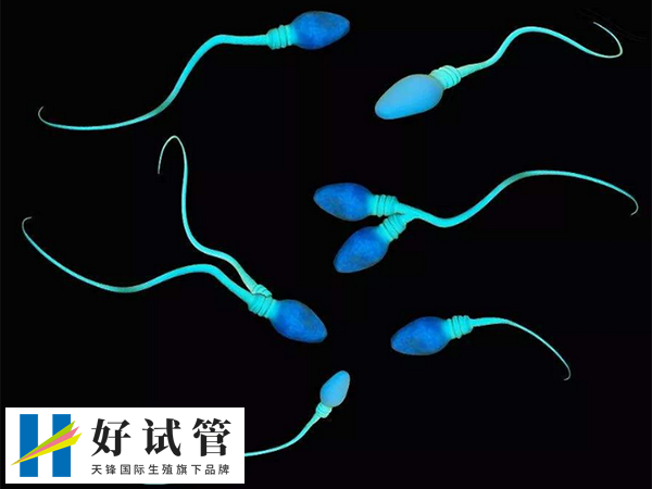 精子畸形会影响胚胎质量