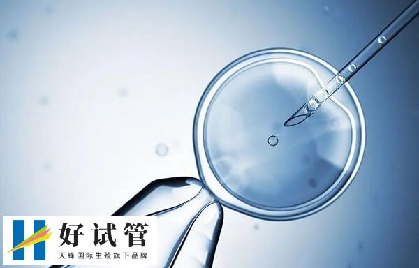 鲜胚是在培养皿内培养三天的胚胎