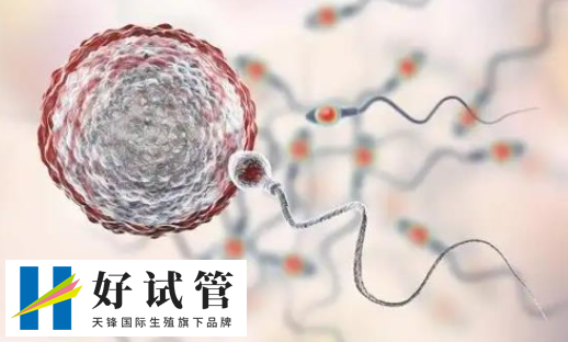 试管囊胚移植第十四天出现血块了是失败了吗?(图1) 移植后出血可能是失败的表现