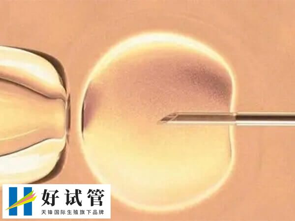 受精卵培养基本费用为5万日元