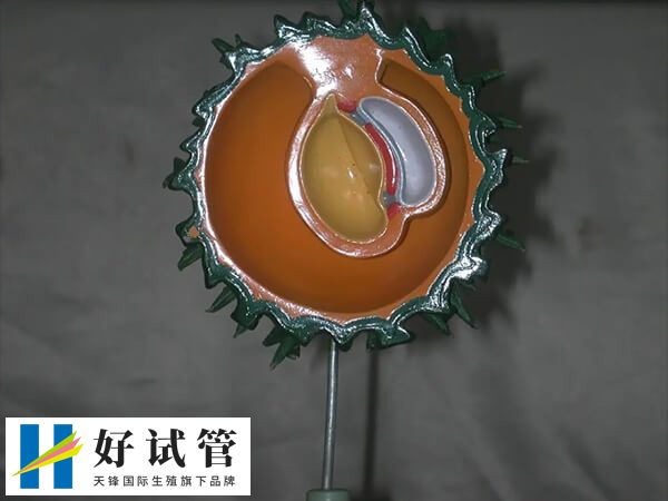 4细胞胚胎发育速度较慢