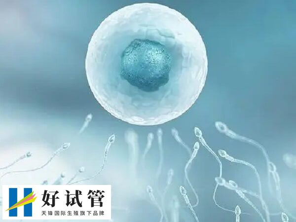 单身男性做试管婴儿合不合法(图2) 试管婴儿通常需要卵子和精子结合