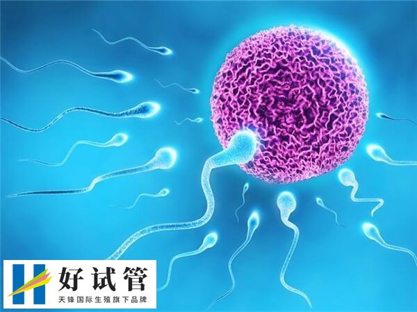 三代试管短方案如何进周(图2) 短方案通常从月经第2-3天开始