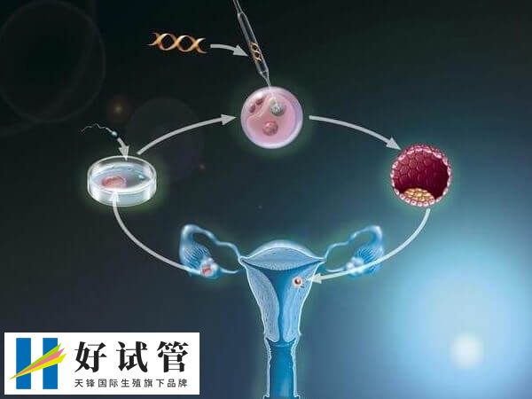 5cc囊胚的成功率比较低