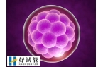 4bb囊胚质量等级高不高